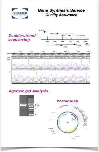 Gene Synthesis Service
